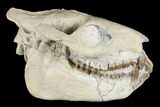 Fossil Oreodont (Merycoidodon) Skull - Wyoming #176526-1